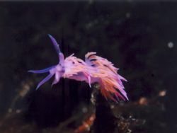 Flabellina affinis in the Mediterranean sea - NikonosV wh... by Ferdinando Meli 